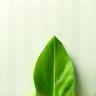 Icône feuille verte